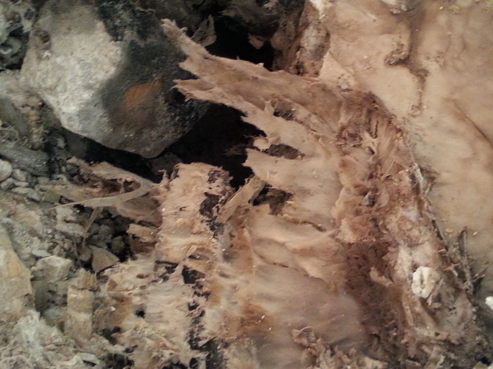 Pestimo Integrodom - Fachfirma fü Hausschwammbeseitigung